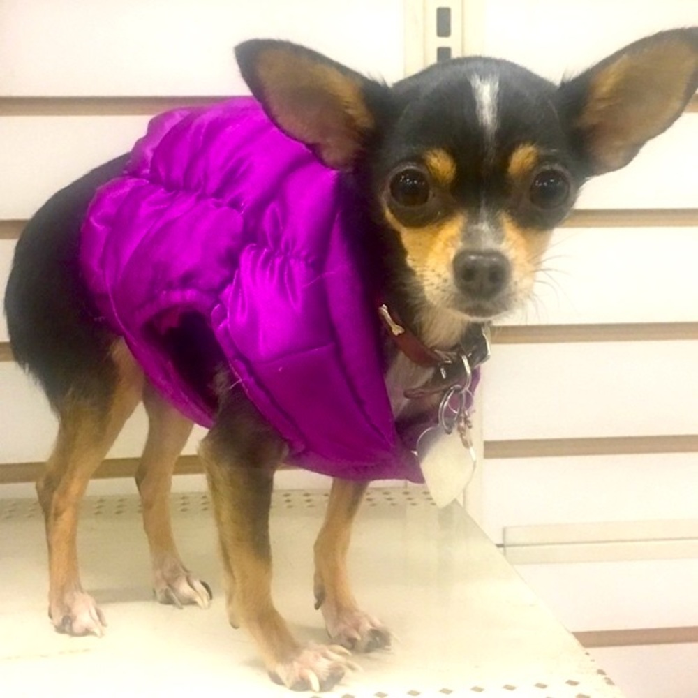 🐾PUFFER LINED COAT VEST🐾